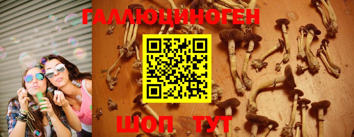 Мирный  Псилоцибиновые грибы Psilocybine cubensis  Вход с VPN  Псилоцибиновые грибы прущие грибы 